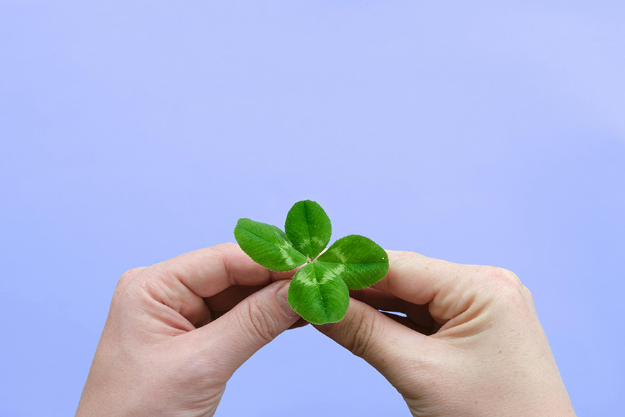 four leaf clover image