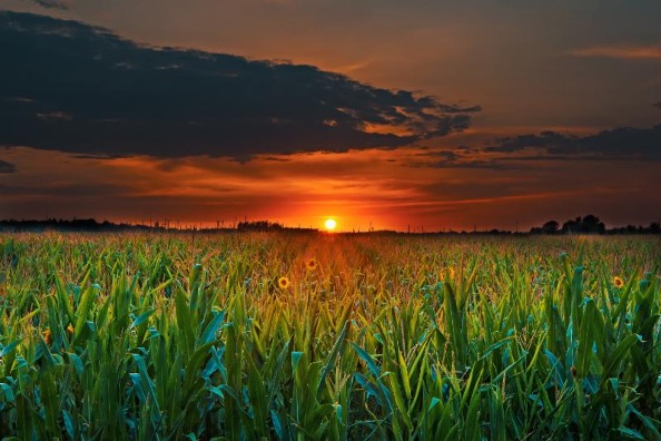 Gift of Grain - field of corn with sunset in background